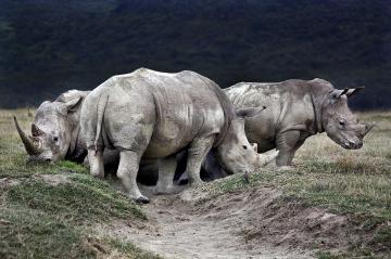 African rhinos