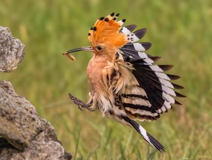 Hoopoe bringing insect to nest