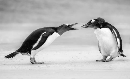 Penguin talk