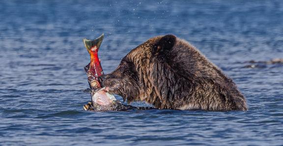 Grizzly peeling off salmon skin