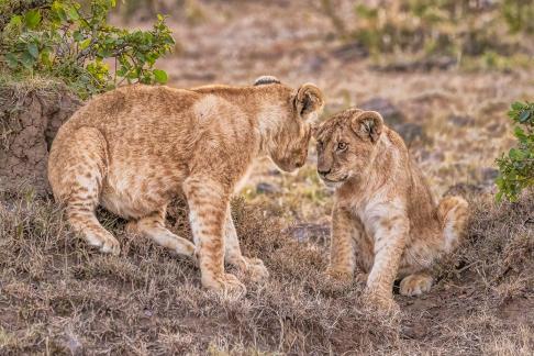 Lion Cub Conversation