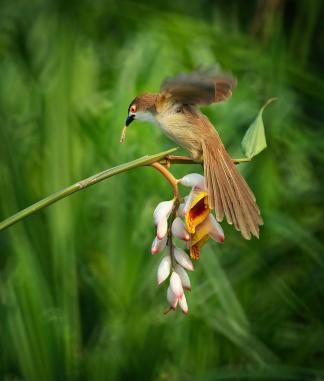 Bird flying