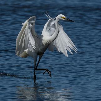 Egret Dance