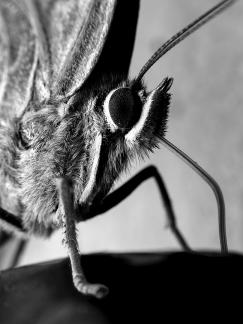 Butterfly is dining