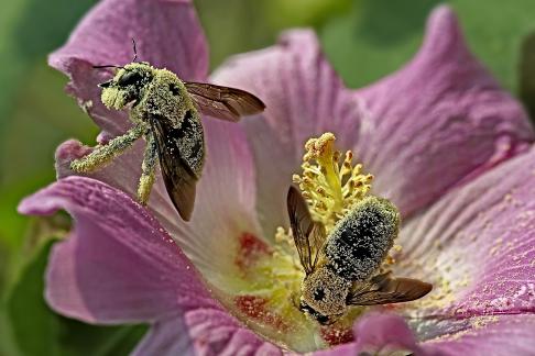 Flowers blooming and bees busy