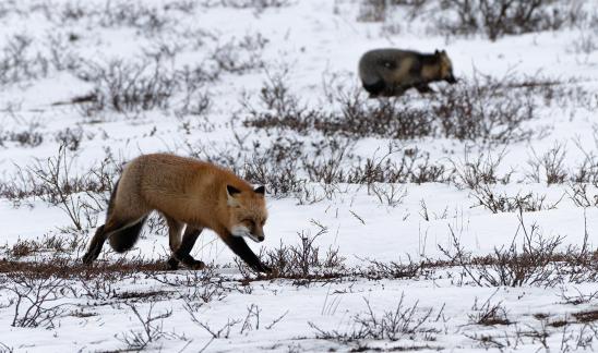 Foxes4