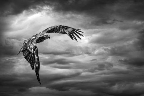 An eagle