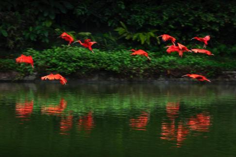 Ten red birds