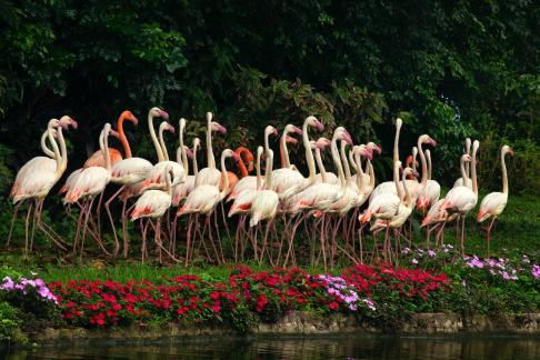 Birds walking