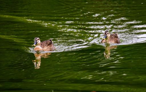 Two ducks swimming