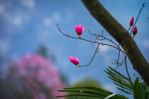 Flowers and trees