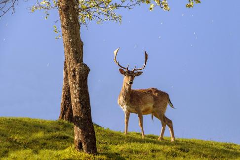 Deer