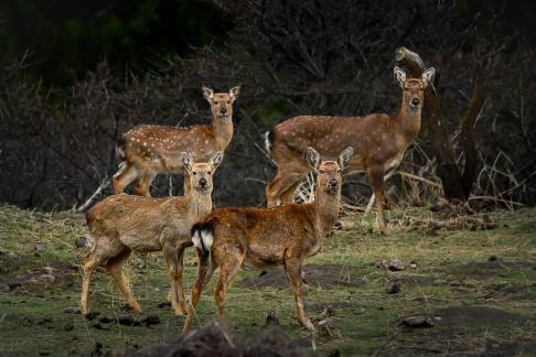 Iron cloth spotted deer 4