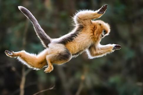 leap 2