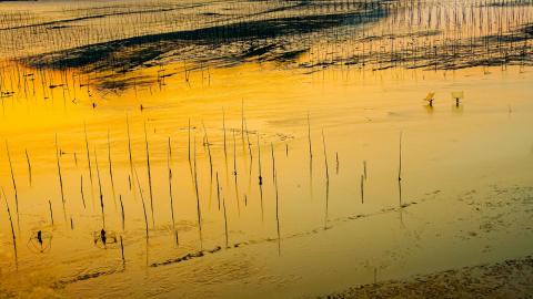 shallows