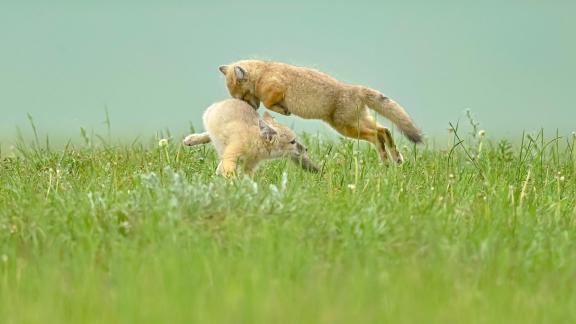 combat