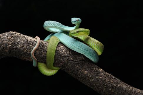 Twin snake