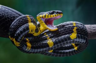 Twin snake