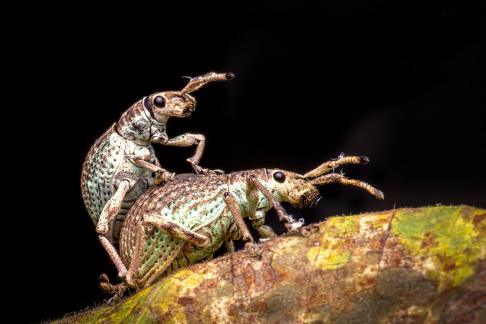 mating on leave