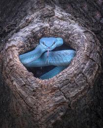 hidden blue viper