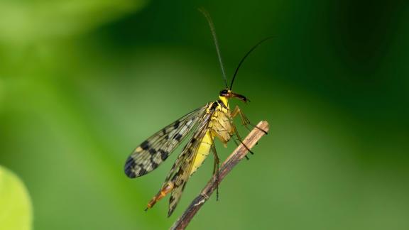 Scorpionflies 520