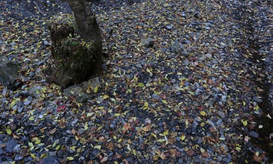 fallen leaves 5