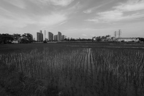 Qingqing rice seedlings 1