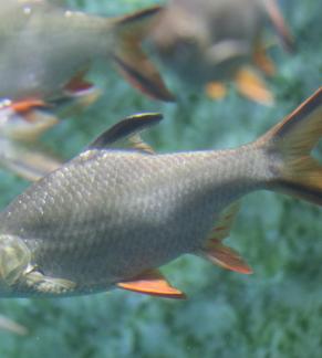 Thai crucian carp 15