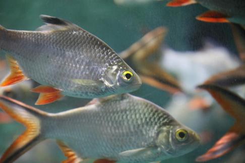 Thai crucian carp 17