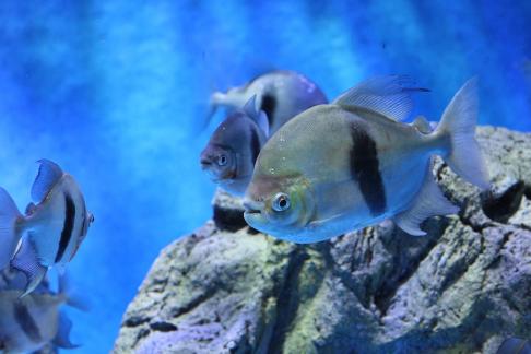 Metynnis hypsauchen 2