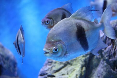 Metynnis hypsauchen 3