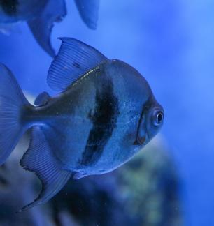 Metynnis hypsauchen 4