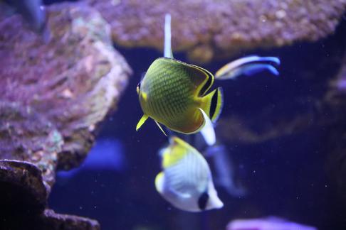 butterfly fish 5