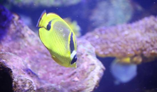 butterfly fish 7
