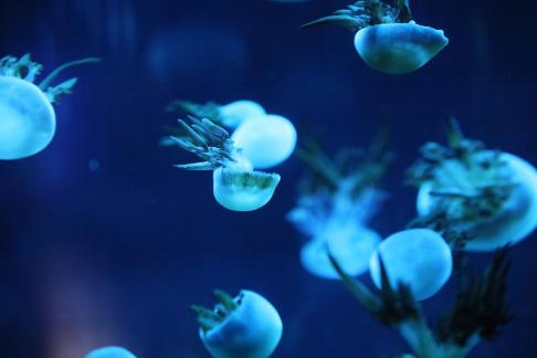 jellyfish 17