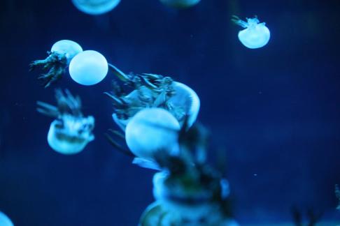 jellyfish 18