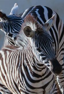 zebra 1