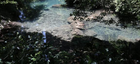 Green water in the forest 2