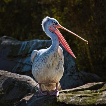 Pelican Comment