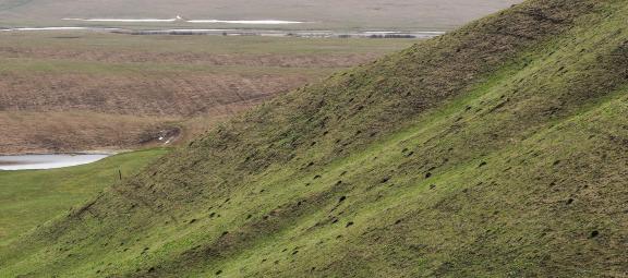 Green grass on the hillside 1