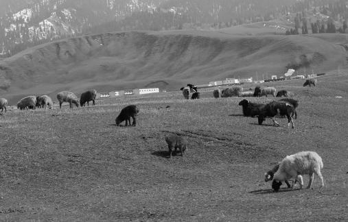 Dian Shang Pastoral Song 9