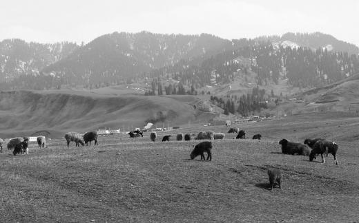 Dian Shang Pastoral Song 10