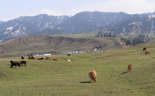 Dian Shang Pastoral Song 8