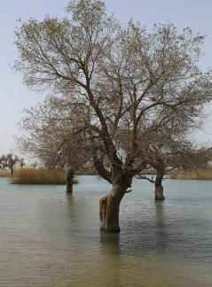 Green Shadow by the Pool 5