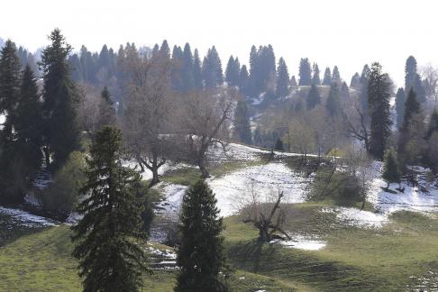 Cold Mountain Green Shadow 3