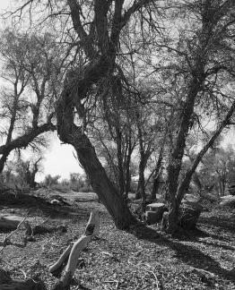 Desert tree shadow 5