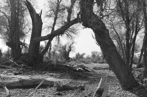 Desert tree shadow 6