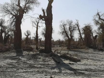 Desert tree shadow 9
