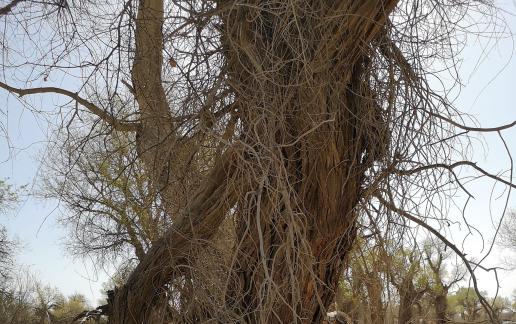 Desert residual branches 14