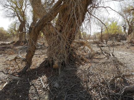 Desert residual branches 15